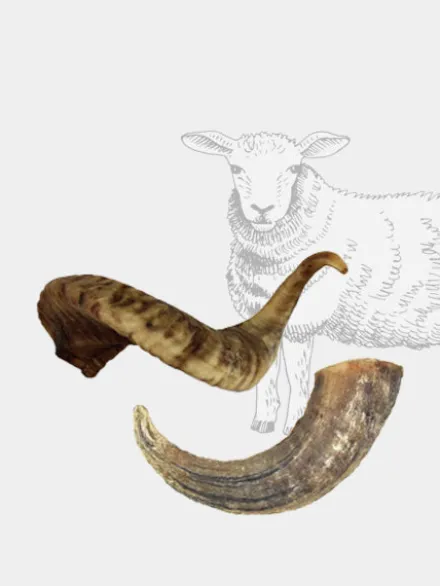 Corne de mouton à mâcher pour chien
