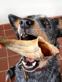 Corne de mouton à mâcher pour chien
