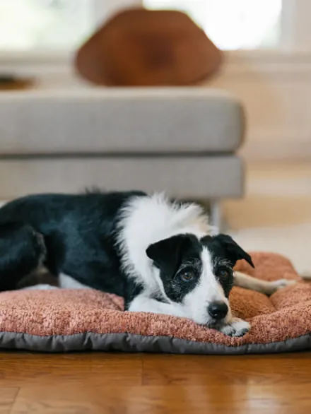 Couchage pour chien - Chill Pad Canyon Terracotta - Pet PLAY