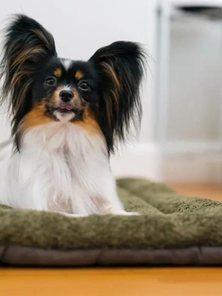 Couchage pour chien - Chill Pad Canyon Sauge - Pet PLAY