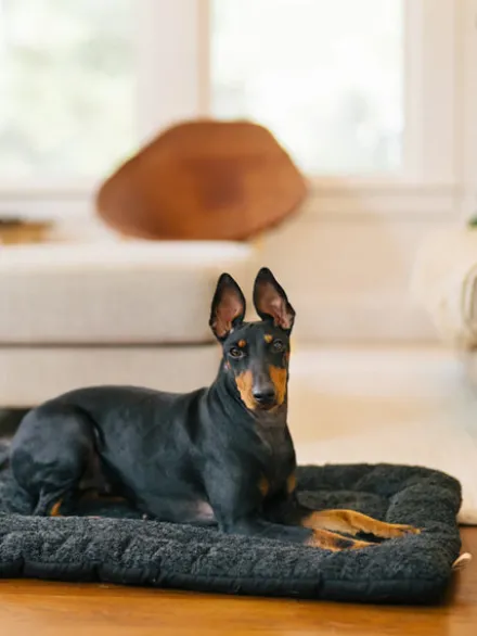 Couchage pour chien - Chill Pad Canyon Noir - Pet PLAY