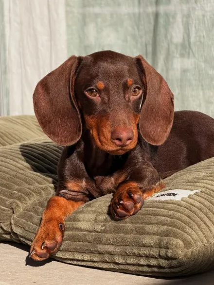 Coussin pour chien Bela - Velours côtelé vert - Cafide