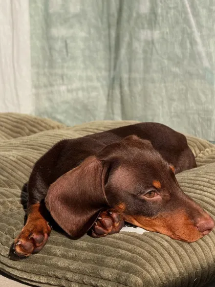 Coussin pour chien Bela - Velours côtelé vert - Cafide