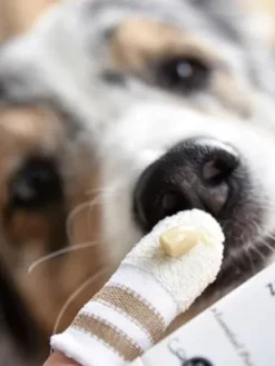 Dentifrice naturel pour chien et chat