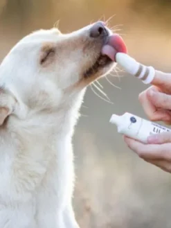 Dentifrice naturel pour chien et chat