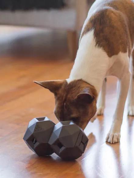 Distributeur de friandises interactif pour chien - The Odin - Gris foncé