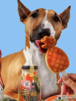 Délicieux Smoothie 🥤 naturel pour chien - Tropical 🍈🍌🍎🥭- Sloofie