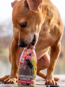 Délicieux Smoothie 🥤 naturel pour chien - Sweet Veggie 🍌🍎🍓- Sloofie