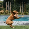 Dummy pour chien sac d'éducation - Orange - Hunter
