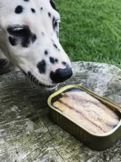 Filets de Maquereau au naturel pour chien - Canumi