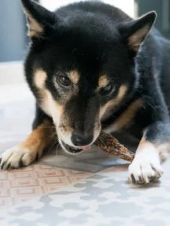 Friandise de mastication pour chien - Œsophage de Bœuf 🐂
