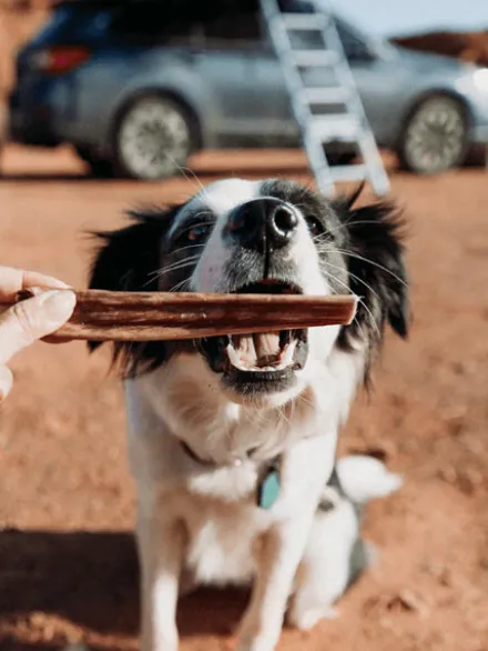 Friandise de mastication pour chien - Stick d' Œsophage de Bœuf roulé🐂