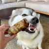 Friandise de mastication pour chien - Trachée de cheval 🐎