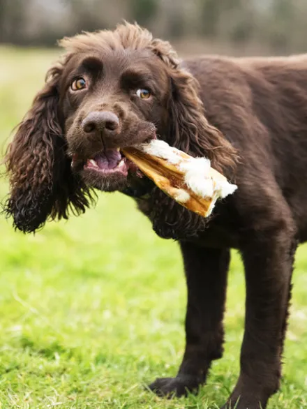 Friandise de mastication pour chien - Peau de cheval avec poils 🐎