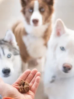 Friandise pour chien - Bouchées 100% Saumon