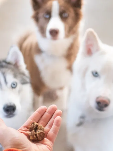 Friandise pour chien - Bouchées 100% Saumon