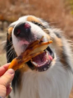 Friandises de mastication pour chien - Pattes de Canard 🦆
