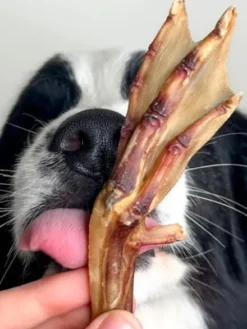 Friandises de mastication pour chien - Pattes de Canard 🦆