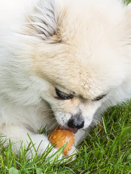 Friandises dentaires à mâcher pour chien - Garden Bites Fruity Friends - S