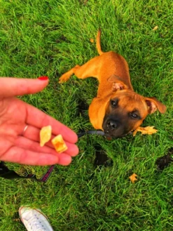 Friandises naturelles pour chien et chat - Poulet - Kiwi Walker