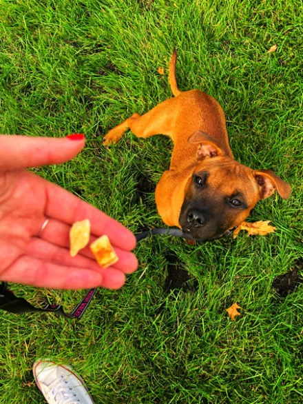 Friandises naturelles pour chien et chat - Poulet - Kiwi Walker