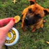 Friandises naturelles pour chien et chat - Banane - Kiwi Walker