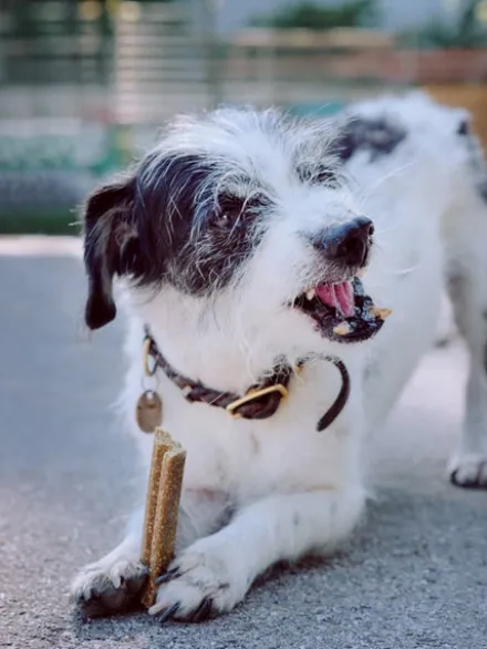 Friandises Vegan à mâcher pour chien - Mobilities - Vegdog