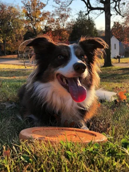 Frisbee Eco Friendly pour chien - Zisc - West Paw - Orange