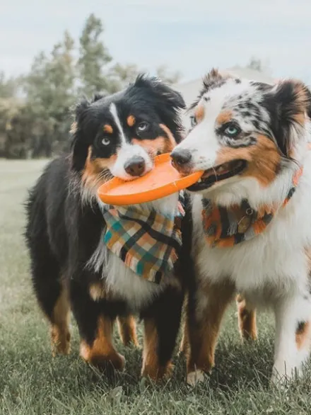 Frisbee Eco Friendly pour chien - Zisc - West Paw - Orange