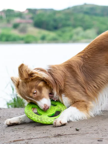 Frisbee pour chien mousse haute densité - Orange - Kiwi Walker