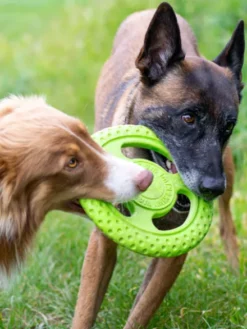 Frisbee pour chien mousse haute densité - Orange - Kiwi Walker