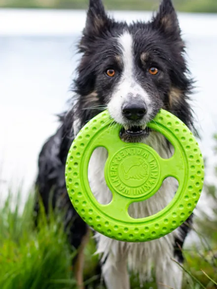 Frisbee pour chien mousse haute densité - Orange - Kiwi Walker