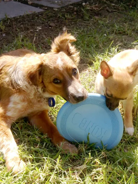 Frisbee pour chiot - KONG® Puppy Flyer - Bleu