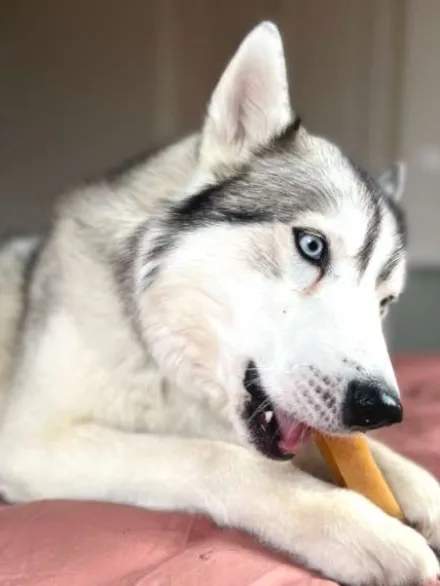 Fromage de Yak à mâcher pour chien - 1 bâton taille XL