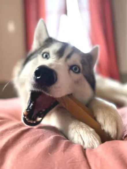 Fromage de Yak à mâcher pour chien - 1 bâton taille XL