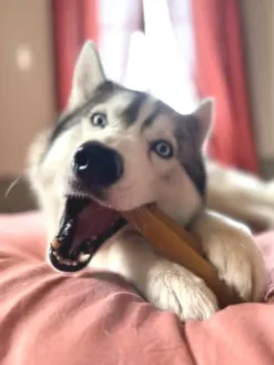 Fromage de Yak à mâcher pour chien - 1 bâton taille L