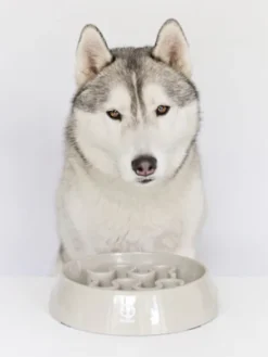 Gamelle anti-glouton grand chien - Gris