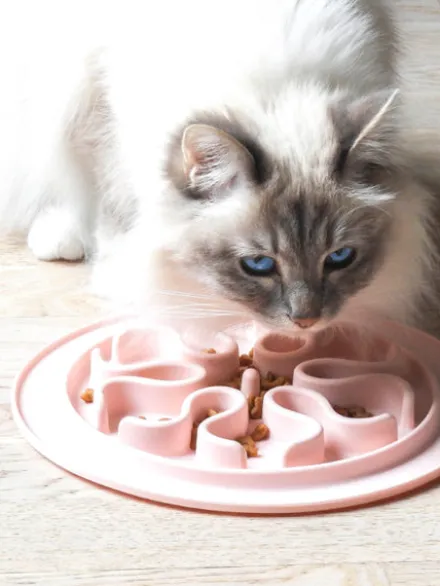 Gamelle anti-glouton pour chat - sable