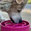 Gamelle d'enrichissement pour chien - Flower Rose - SodaPup