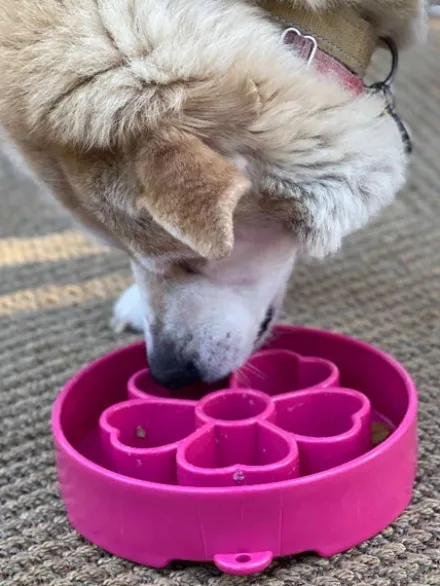 Gamelle d'enrichissement pour chien - Flower Rose - SodaPup