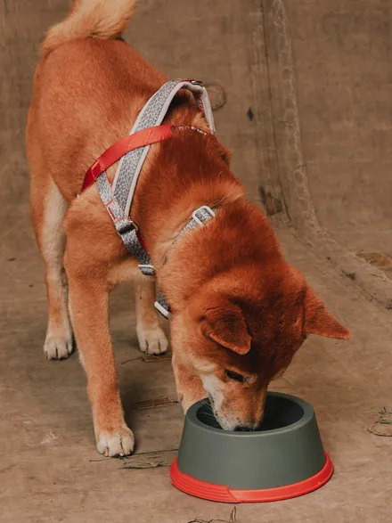 Gamelle en mélamine pour chien et chat - Suede - Reebok x Zee.dog