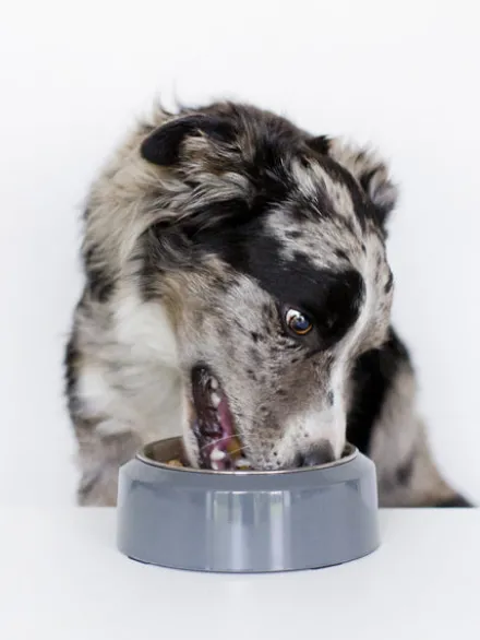 Gamelle YOOMY pour chien - Gris