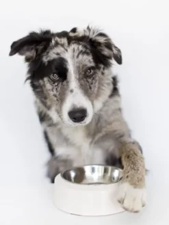 Gamelle YOOMY pour chien - Gris