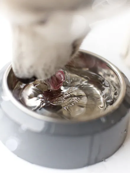 Gamelle YOOMY pour chien - Gris