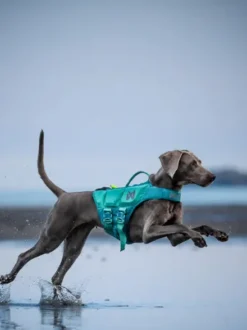Gilet de sauvetage pour chien - Teal - Non-Stop Dogwear