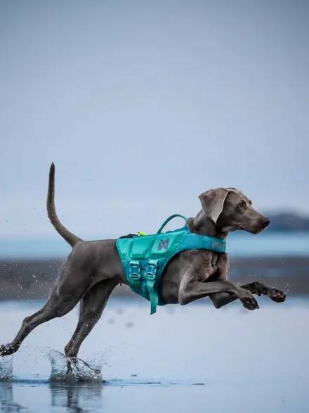 Gilet de sauvetage pour chien - Teal - Non-Stop Dogwear