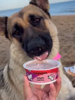 Glace au yaourt pour chien - Fruits rouges 🍉 - Yogupet
