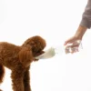 Gourde et distributeur d'eau portable Leaf - Sable - United Pets