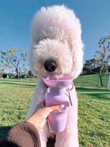 Gourde pour chien avec distributeur d’eau - Large (65 cl) Lila - Springer