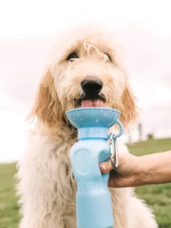 Gourde pour chien avec distributeur d’eau - Large (65 cl) Bleu - Springer